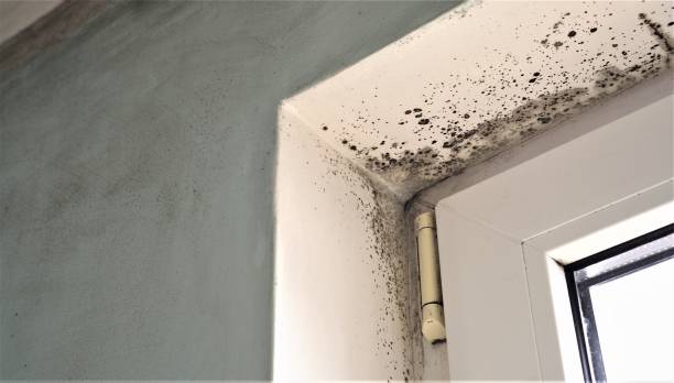 Best HVAC Mold Inspection and Cleaning  in Spring Glen, UT