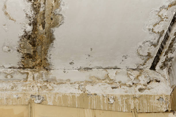 Best Dehumidification Services  in Spring Glen, UT