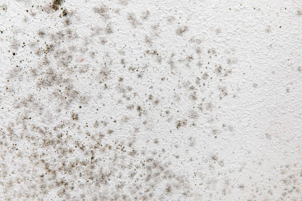 Best Forensic Mold Investigation  in Spring Glen, UT