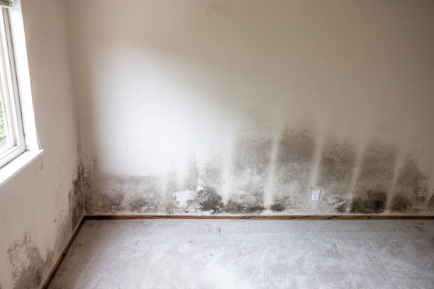 Biohazard Mold Removal in Spring Glen, UT